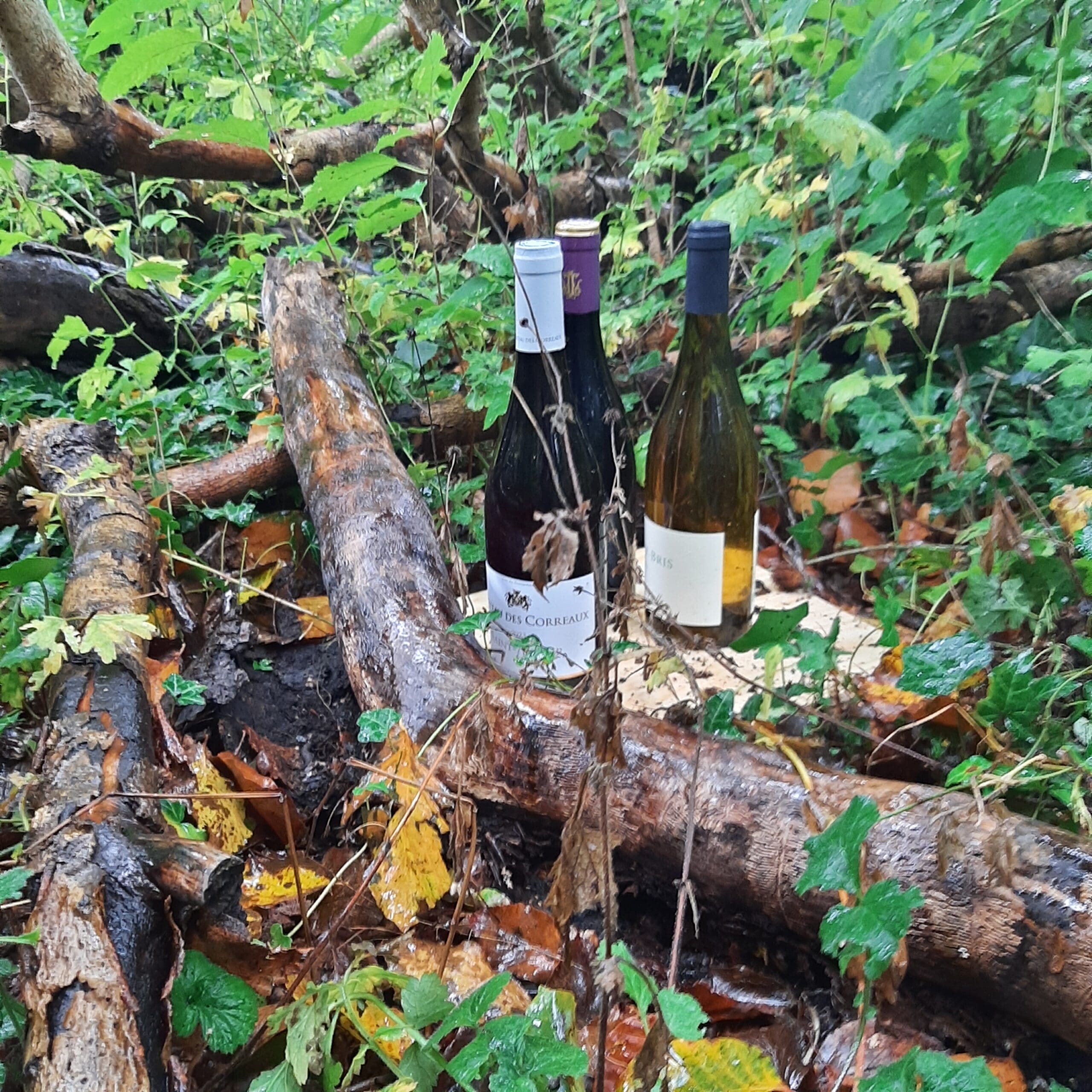 Vinsmagning med fokus på efterårets og højtidens vine